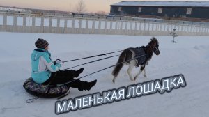 Катание на маленькой лошадке. Для чего на свете нужны Минихорс?