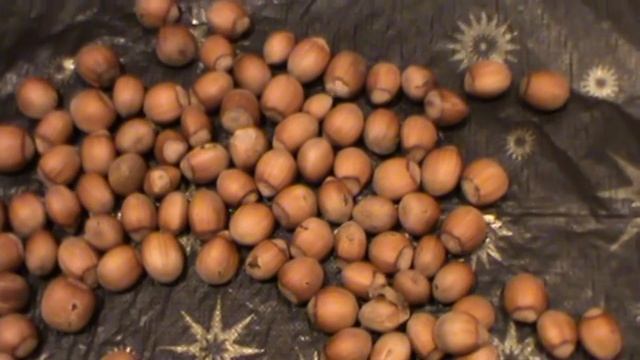 Самодельный свисток из ореха.Орехи-зрелые лесные орехи смотреть онлайн