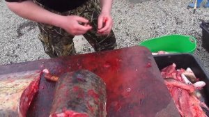 Разделка сома 50кг ножом Лис D2 ООО Эльбрус