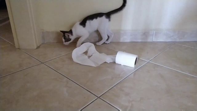 😜Кошка смешит. Утащила рулон туалетной бумаги смотреть онлайн