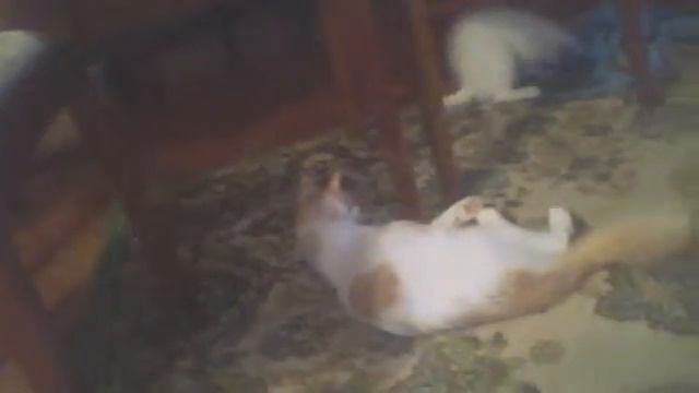 игривый белый котенок ван кедиси с кошкой смотреть онлайн