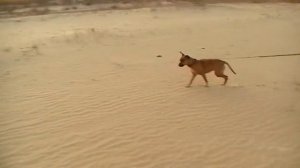 ПУСТЫНЯ В ЦЕНТРЕ ЕВРОПЫ  (АЛЕШКОВКИЕ ПЕСКИ) лес на месте пустыни