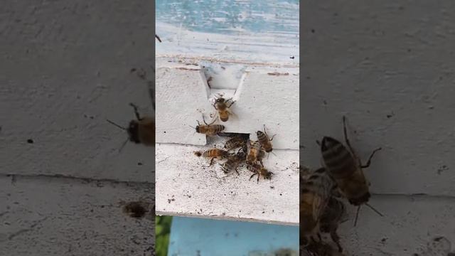 Пчёлы 🐝 выгоняют воровок