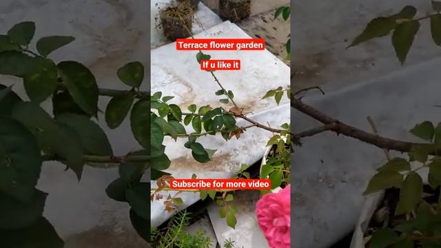 Terrace follow garden/beautiful rose/Sasipajay смотреть онлайн