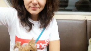 Как перевезти собаку в другую страну. Часть1. Вет. паспорт, чип, анализ на бешенство.