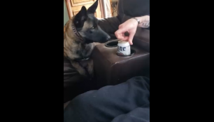 Собакен против алкоголя