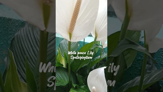 White Peace Lily