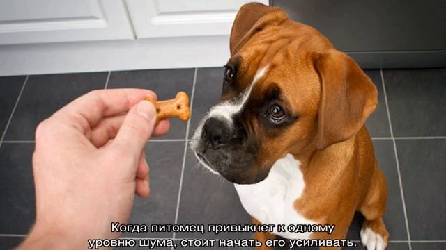 Собака боится грозы: что делать и как успокоить смотреть онлайн