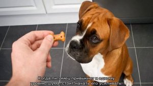 Собака боится грозы: что делать и как успокоить