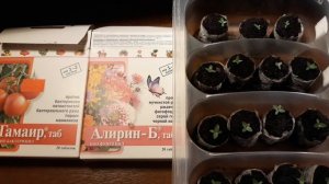 УХОД ЗА НИЗКОРОСЛОЙ ЭУСТОМОЙ /ВСХОДАМ 14 ДНЕЙ?/ОТВЕТЫ НА ВОПРОСЫ??♀️/СЕЗОН 2021