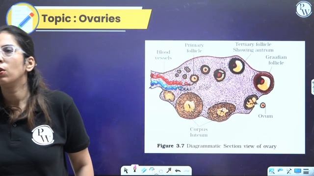 HUMAN REPRODUCTION | Summary in Pure English | Zoology | Class 12th Boards