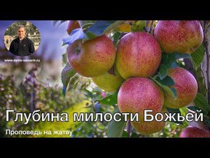 Глубина милости Божьей. Проповедь на Жатву