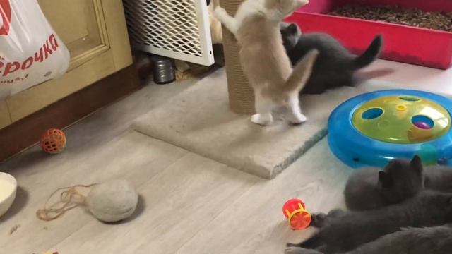 Британские котята. Питомник британских кошек.