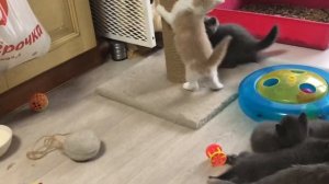 Британские котята. Питомник британских кошек.