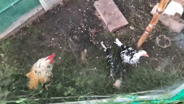 Курочки-бентамочки переезжают в Дмитровский район смотреть онлайн