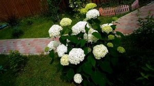 ГОРТЕНЗИЯ ДРЕВОВИДНАЯ *ИНКРЕДИБЛ*/УХОД,ОБРЕЗКА