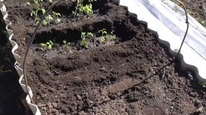 Высадка рассады перца, томатов и огурцов в парник