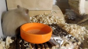 КОГО ВЫБРАТЬ: МОРСКИЕ СВИНКИ ИЛИ ХОМЯК???