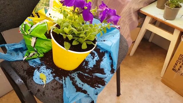 БЛЕСТЯЩИЕ ОКНА И ЧТО Я СДЕЛАЛ С ЦВЕТАМИ смотреть онлайн