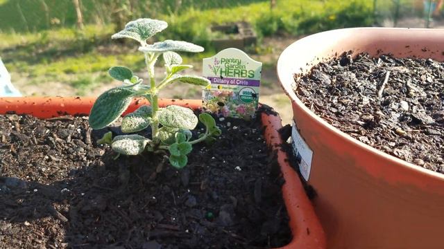 4/11/17 progress on witches garden смотреть онлайн