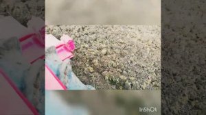 Создадим газон под ключ. Цена от 8000 рублей за сотку