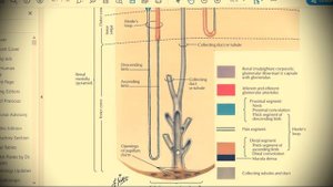 Анатомия с АВ. Почки, мочеточник, мочевой пузырь и мочеиспускательный канал.