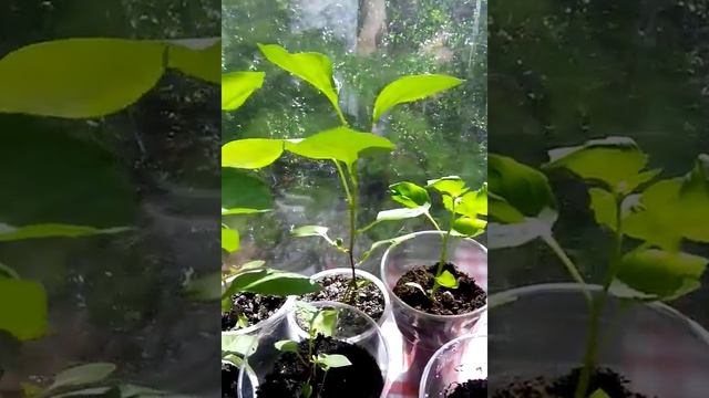 Фуксия с Алиэкспресс смотреть онлайн