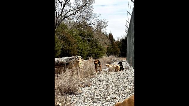 Собака звала на помощь. Когда люди пошли за ней то были ошеломлены! смотреть онлайн
