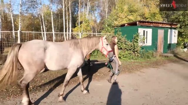 Чумбур для лошади и пони смотреть онлайн