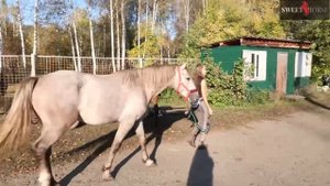 Чумбур для лошади и пони