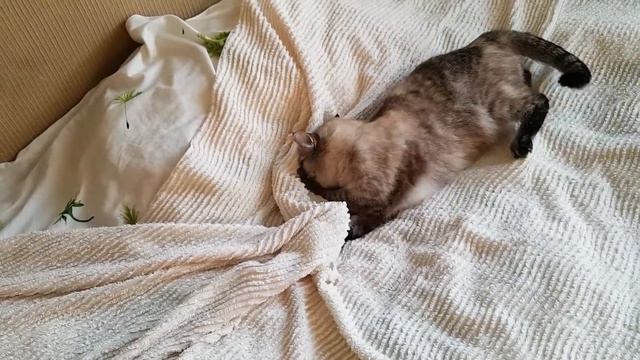 Кошка и покрывало. смотреть онлайн