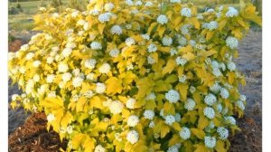 Пузыреплодник Дартс Голд (physocarpus opulifolius Dart’s Gold)