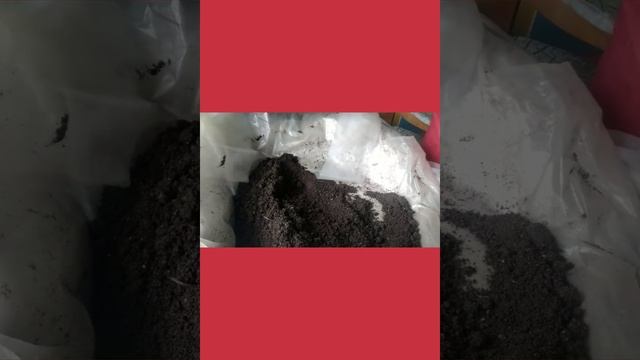 Томаты для теплицы,срок посадки и пикировки рассады. смотреть онлайн