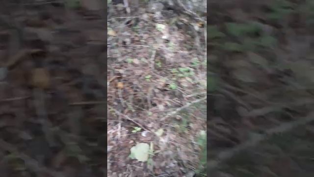 Нашла подберёзовики, похожие на гвоздики. смотреть онлайн