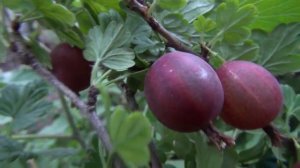 Как вырастить здоровый, вкусный и красивый крыжовник.