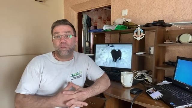 Новости питомника собак РашенДог (RussianDog)