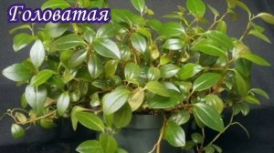 Пеперомия Виды Описание Фото Неприхотливый сад