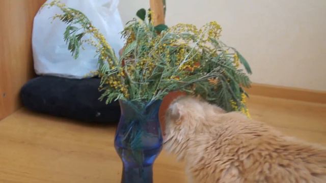 Любитель мимозы смотреть онлайн