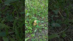 Минута позитива. Грибы дубовики в Рязани