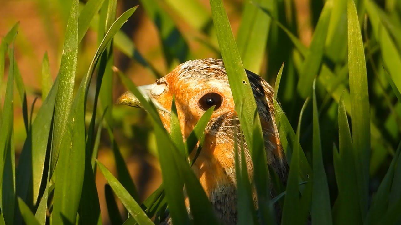 Куропатки затаились в озимой / Grey partridges lurked in the grass смотреть онлайн