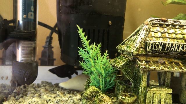 Черная моллинезия в ожидании потомства смотреть онлайн