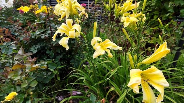 ЛИЛЕЙНИК HEAVENLY FLIGHT OF ANGELS смотреть онлайн