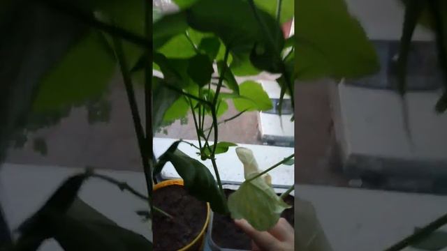 Как Вырастить Фасоль в Домашних Условиях #25