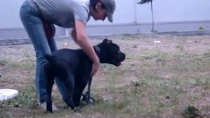 щенки кане корсо 3.5 месяца