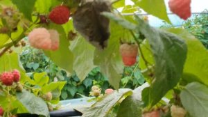 Ремонтантный сорт малины Аврора. Новинка ГИГАНТ. Одна из самых крупных сортов малины.