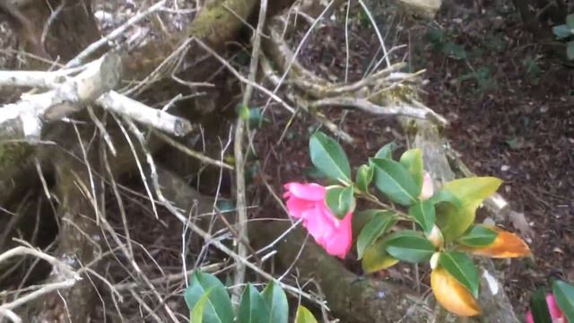 Camélia williamsii 'Debbie' rubis or not rubis смотреть онлайн