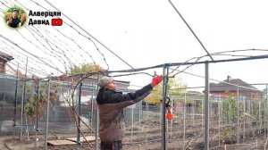 Обрезка и формировка винограда на беседке.