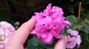 Плющелистная пеларгония Амелит, Вива Каролина, Шифон.