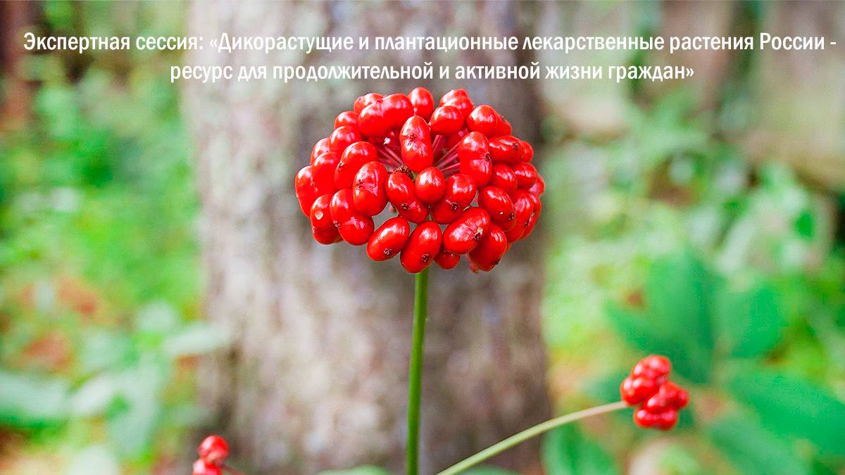 Экспертная сессия Дикорастущие и плантационные лекарственные растения России