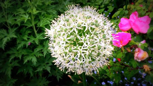 British Spring Blossoms - Allium White Giant (Stipitatum) #allium #stipitatum #whitegiant #gardenin смотреть онлайн